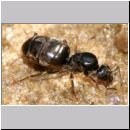 Lasius cf niger - Schwarzgraue Wegameise 03 10mm - Koenigin.jpg